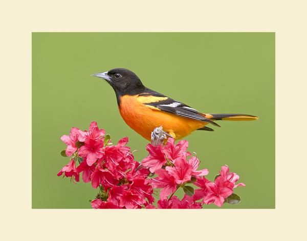 Baltimore oriole picture