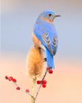 8 x 10 eastern bluebird on teasel