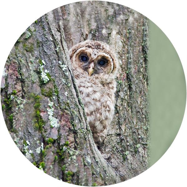 Barred owl young picture