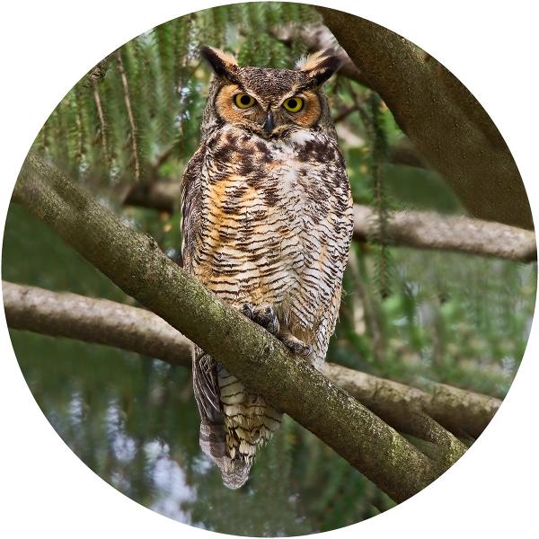 Great horned owl in spruce