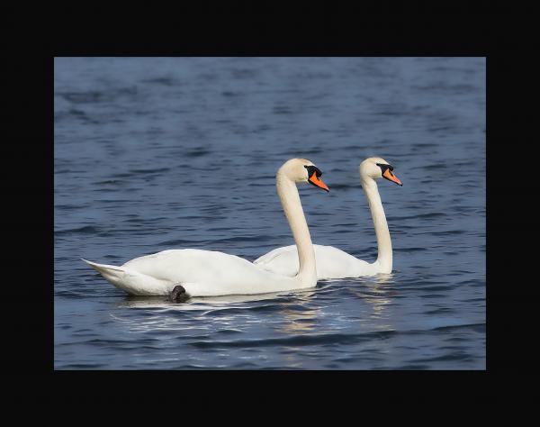 Mute swans picture