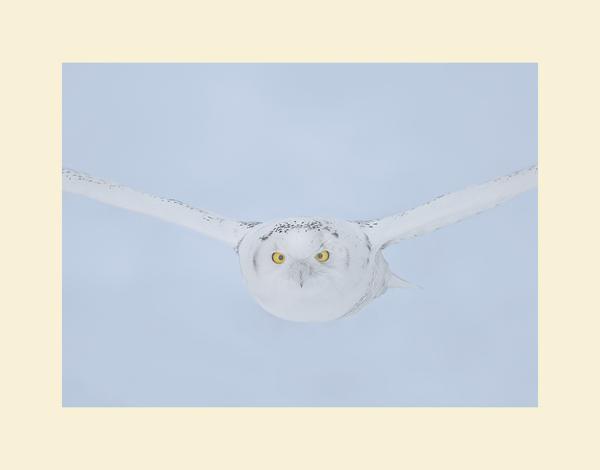 Snowy owl picture