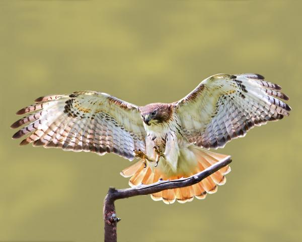 8 x 10 Red tailed hawk landing picture