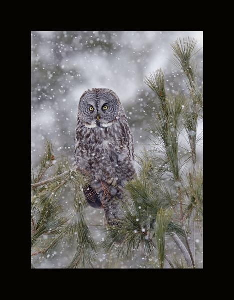 Great gray owl in the snow picture