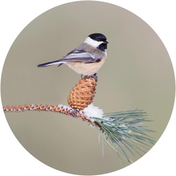 Black capped chickadee