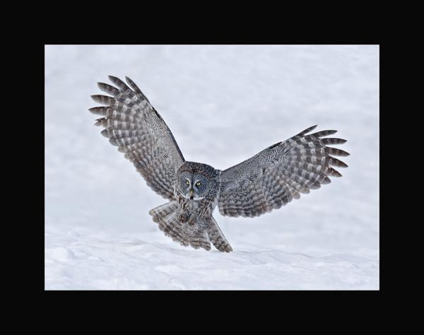 Great gray owl hunting picture