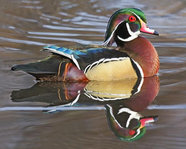 8 x 10 Wood duck picture