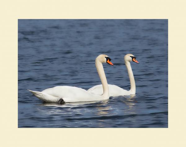 Mute swans picture