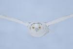 8 x 10 Snowy owl flying in