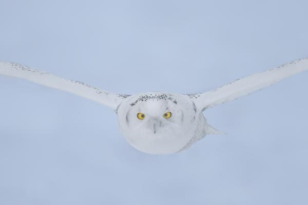 8 x 10 Snowy owl flying in