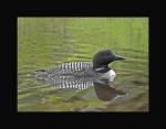 Common loon