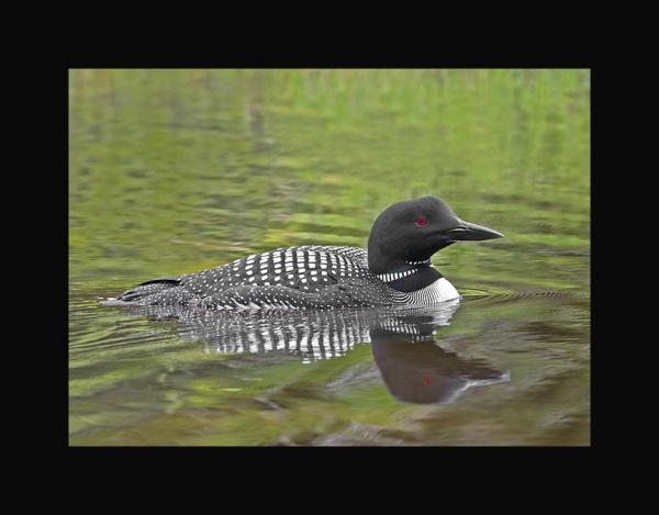 Common loon picture