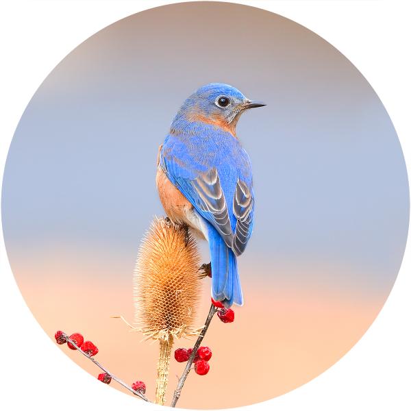 Eastern bluebird on teasel