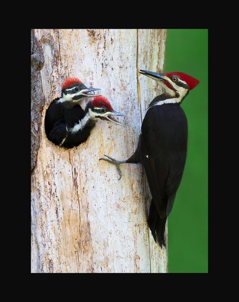 Pileated woodpecker picture