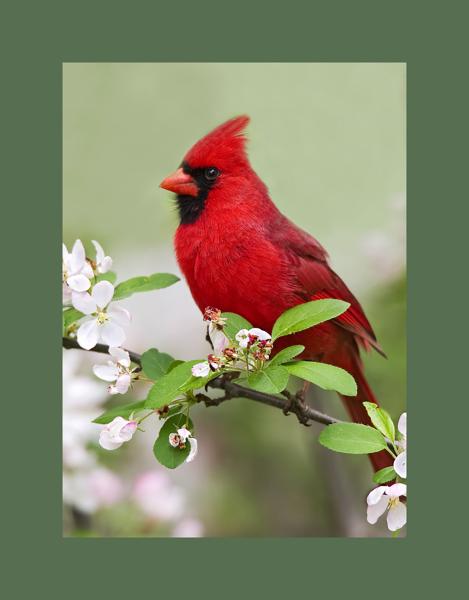 Northern cardinal on flowers picture