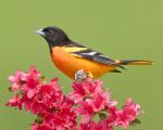 8 x 10 Baltimore oriole