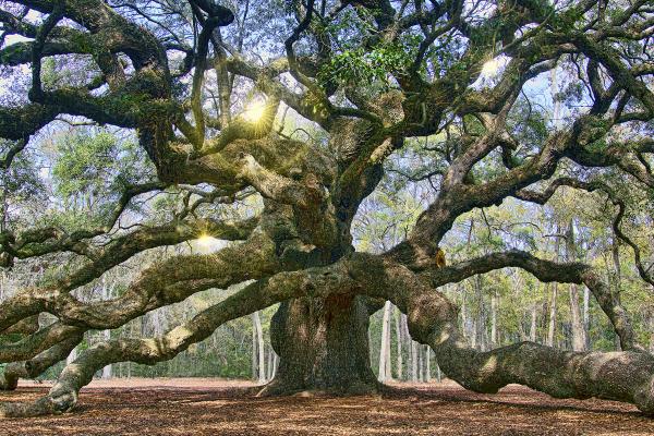 12" x 16" Angel Oak Matted Print