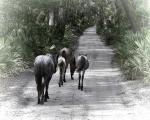 11" x 14" Family Stroll Matted Print