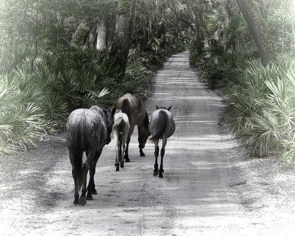 11" x 14" Family Stroll Matted Print picture