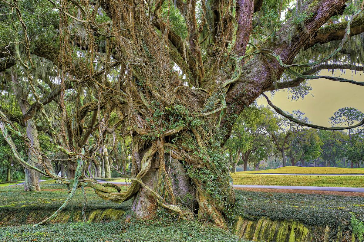 24" x 36" Hobbit Oak Canvas Gallery Wrap picture