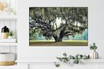 24" x 36" Grand Oak Canvas Gallery Wrap