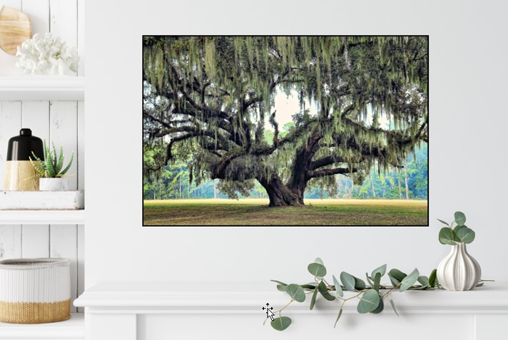 24" x 36" Grand Oak Canvas Gallery Wrap picture