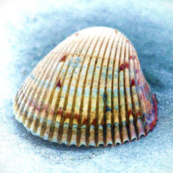 14" x 14" Hues of the Beach Matted Print picture