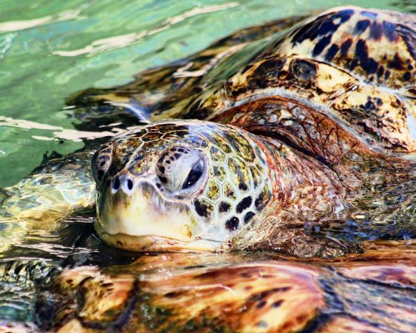 11" x 14" Sea Turtle Matted Print picture