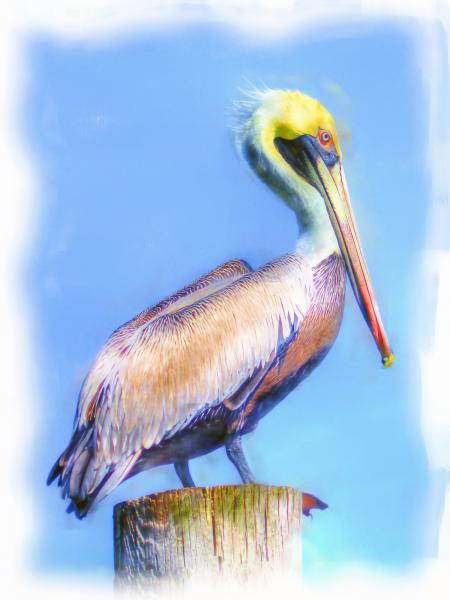 30" x 40" Pelican Watch Canvas Gallery Wrap picture