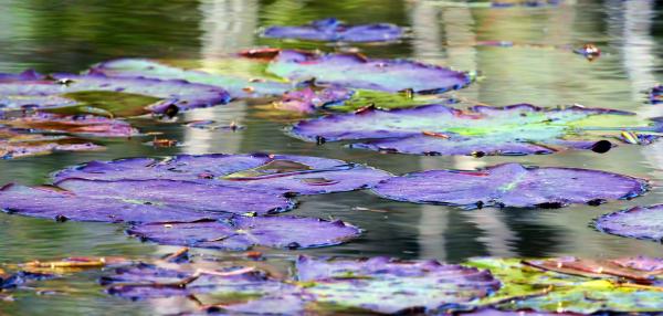 20" x 42" Lily Pads Canvas Gallery Wrap picture