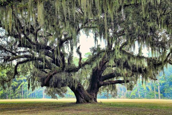 12" x 16" Grand Oak Matted Print picture