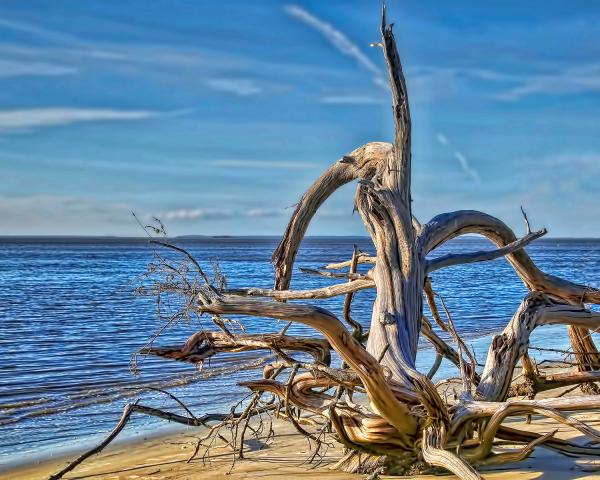 11" x 14" Driftwood of Jekyll Island Matted Print picture