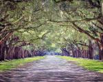 11" x 14" Wormsloe Walk Matted Print