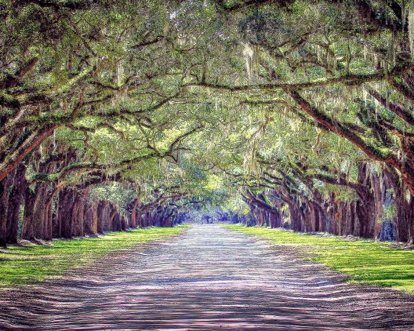 11" x 14" Wormsloe Walk Matted Print picture