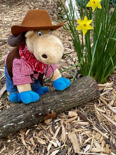 Ride 'em Cowboy Costume for Moosey picture