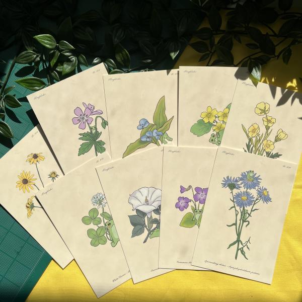 Frog Flower Prints picture