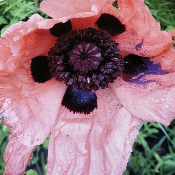 Poppy Love picture