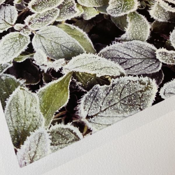 Frost. Oregano. picture