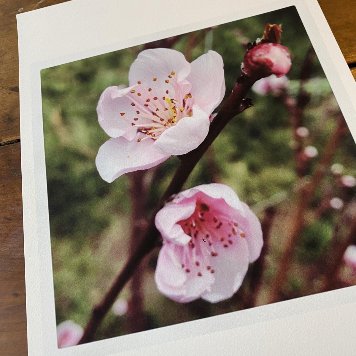 Fruit Blossoms picture