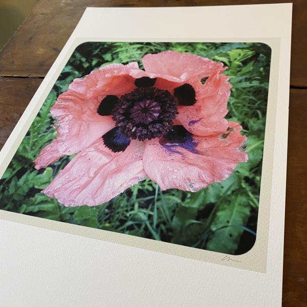 Poppy Love picture