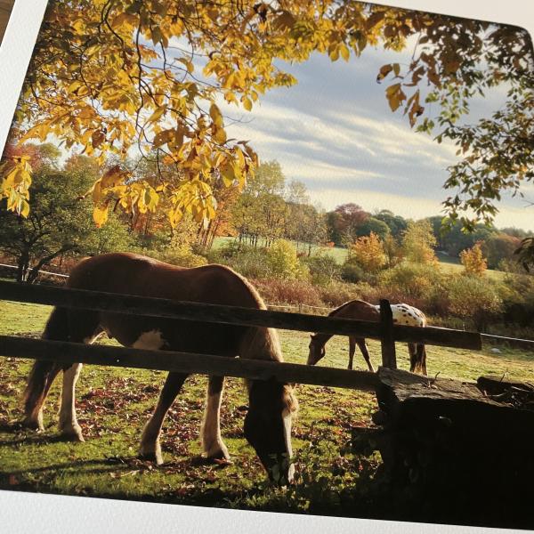Petersham Horses picture