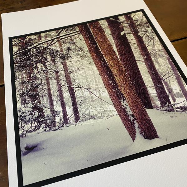 Snowy Pines, Athol, MA picture