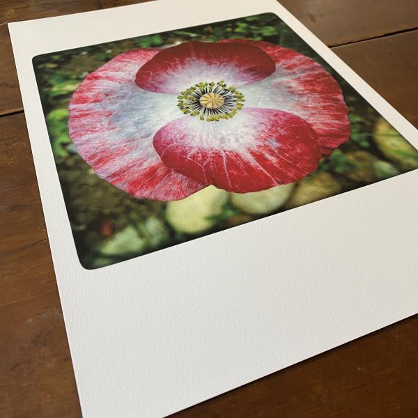 Mother of Pearl Poppy picture