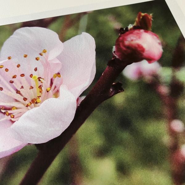 Fruit Blossoms picture