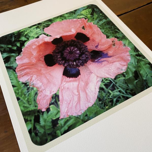 Poppy Love picture