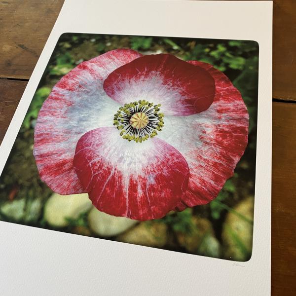 Mother of Pearl Poppy picture