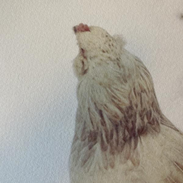 Scrappy Chicken picture