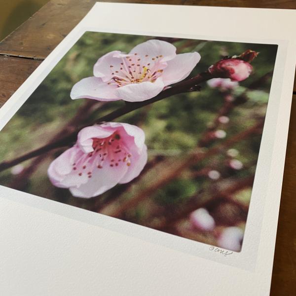 Fruit Blossoms picture