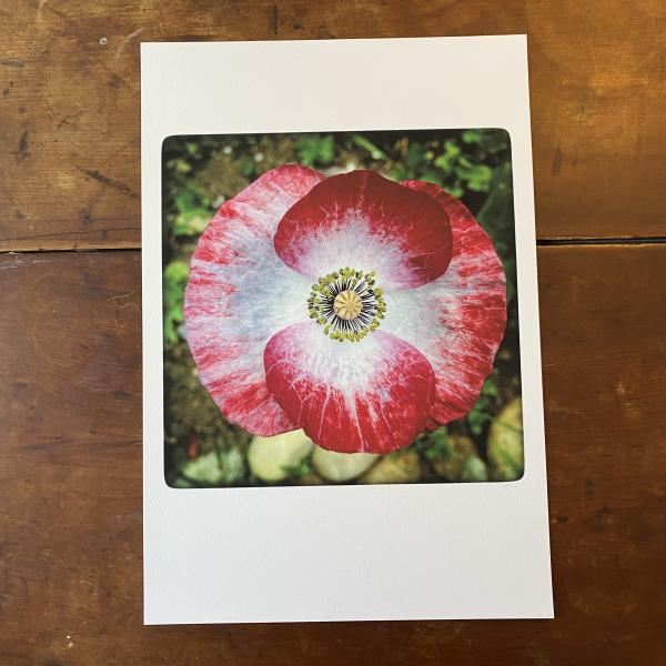 Mother of Pearl Poppy picture