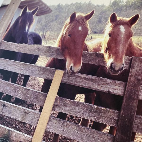 Landgrove Vermont Horses picture